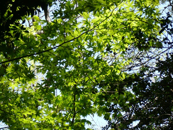 2013年度　春季森林整備活動のイメージ