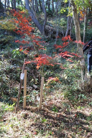 2014年に植樹したイロハモミジが見事に紅葉していました。