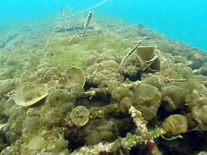 家島に設置したスラグ漁礁の様子。設置6カ月後