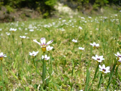 KOBELCOの森の前の広場は春の花で覆われていました。