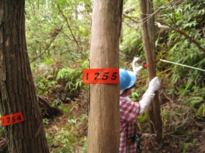 調査対象の樹木には、ラベルをつけます。木の成長で外れないように縦方向にステープルを打ちます。
