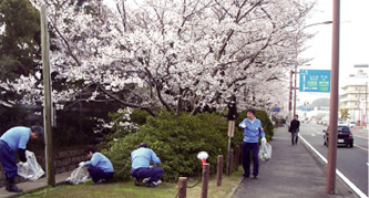 Picking up every last piece of litter underneath cherry trees