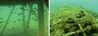 An artificial reef off the coast of Himeji (Hyogo prefecture), after three months (left) and six months (right)