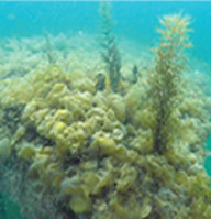 Seaweed growing on one of the reefs