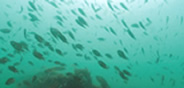 Fish migrating near the reef