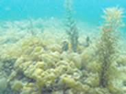 Lush seaweed growth on reef