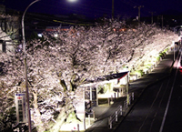 Avenue of cherry tree in front of Chofu Works
