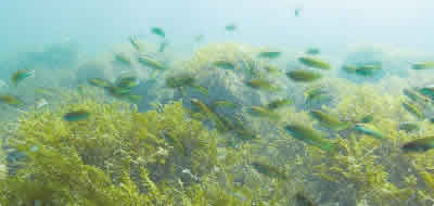Seaweed growing on slag breakwater, with fish visiting area