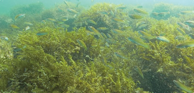 Seaweed growing on submerged slag breakwater visited by fish (Iwaya Port, Awaji Island, Hyogo 
        Prefecture)