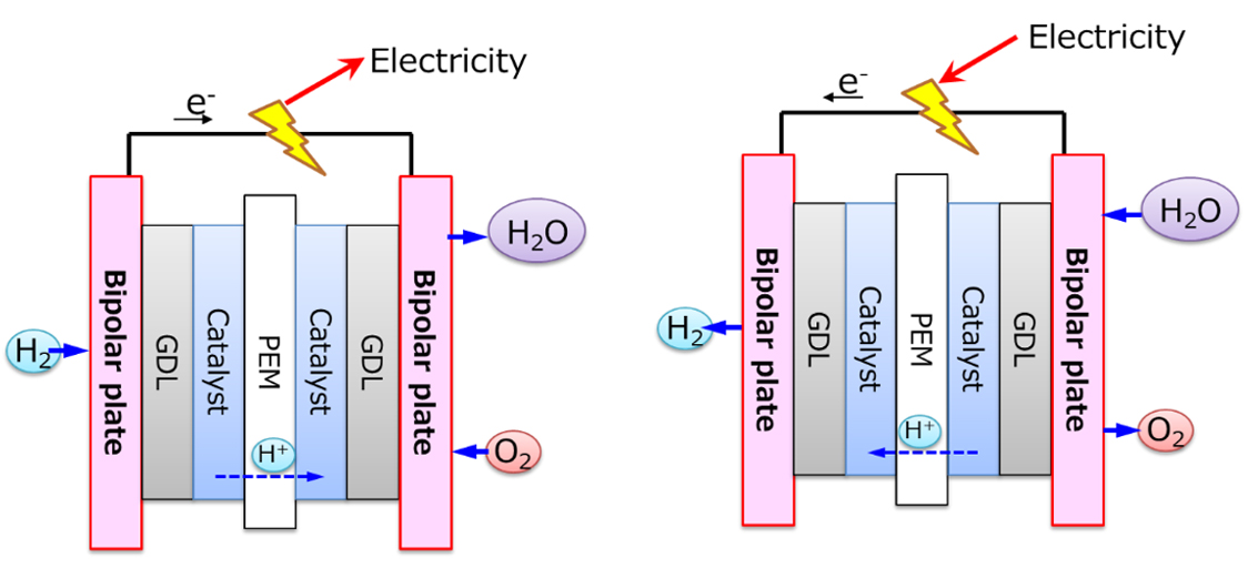 Fuel cell and the water electrolyzer
