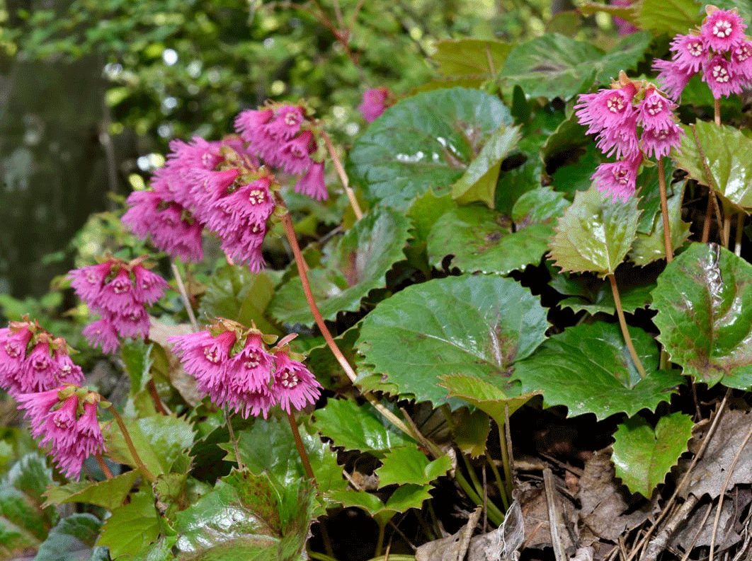 ＜講演会＞<br>「六甲山の概説　－都市山・六甲山の魅力－」<br>｜灘浜サイエンススクエア