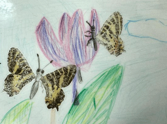 ＜子ども自然教室＞<br>いきもの好き大集合<br>－チョウの鱗粉転写－<br>｜灘浜サイエンススクエア