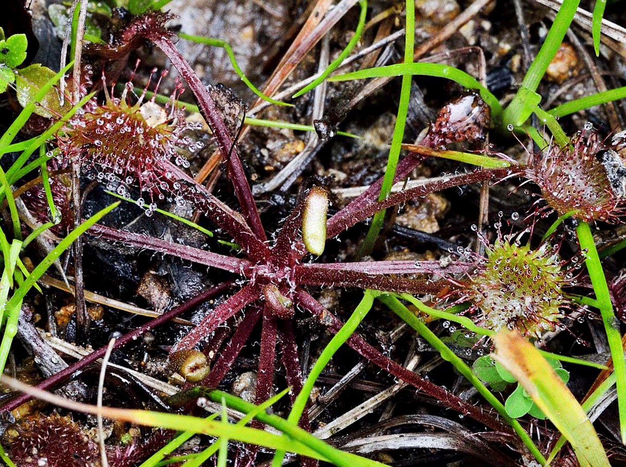 ＜講演会＞<br>「食虫植物について」<br>「兵庫県のノキシノブ類４種」｜灘浜サイエンススクエア