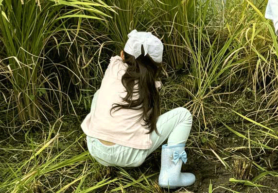 ＜子ども自然教室＞<br>稲刈り体験<br>｜灘浜サイエンススクエア