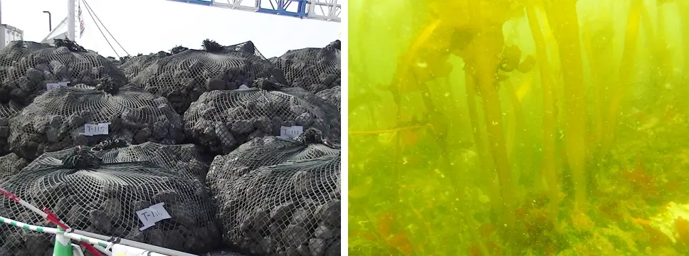 潜堤構築材(中詰材：鉄鋼スラグ水和固化体)と海藻（わかめ）の繁茂状況の写真
