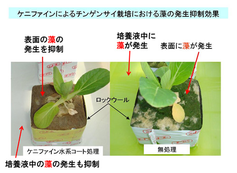 ケニファインによるチンゲンサイ栽培における藻の発生抑制効果