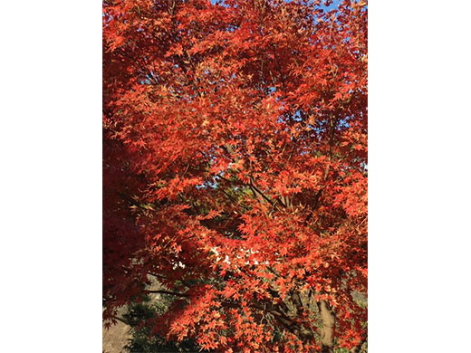 2018年12月皇居乾通り