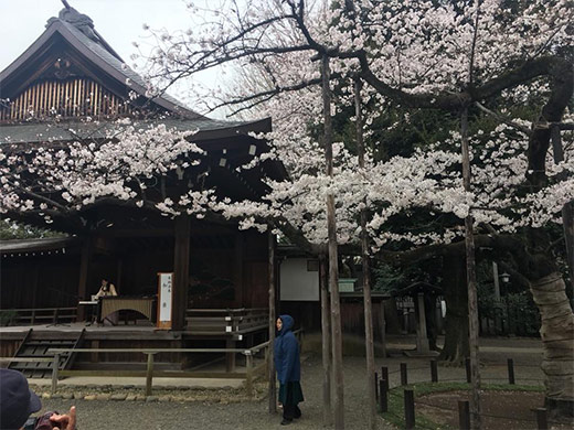 2019年3月 神楽坂の桜