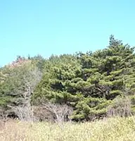 ECOWAYの森画像1