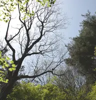 ECOWAYの森画像2