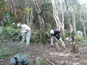 切り倒した木は短く切断し、まとめていきます。