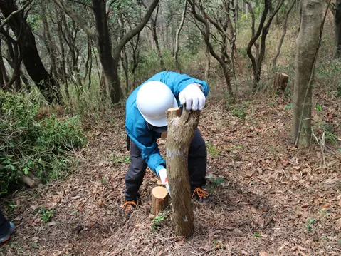 伐倒した樹は危なくないように丁寧に処理をします。