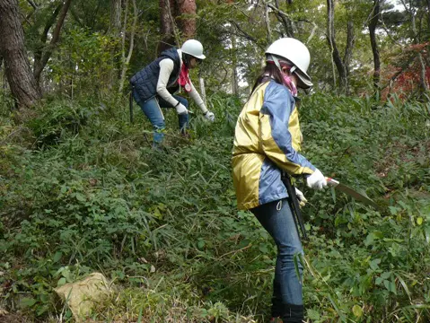 これまでの活動で間伐の進んだエリアでは、地面を覆っているネザサを刈り取りました。