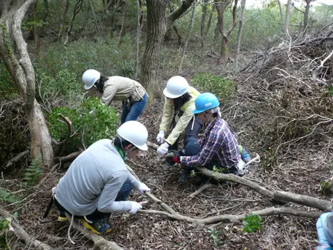 切り倒した木は、みんなで協力して小さく切ってまとめました。