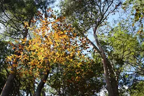 気の早い紅葉がちらほら