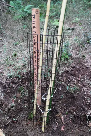 植樹作業