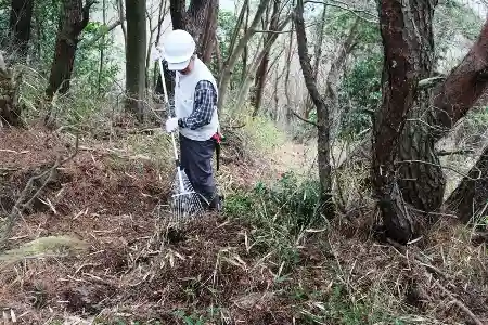 刈ったネザサは丁寧に後処理