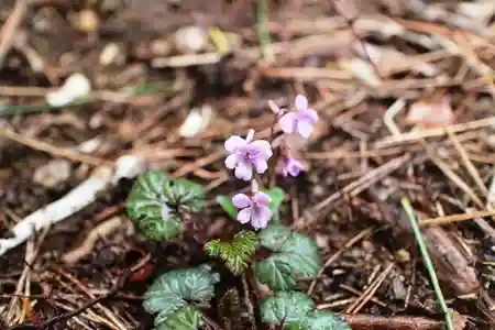 小さな花がひっそりと