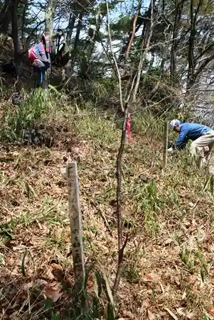 植樹から4年目のヤマザクラ