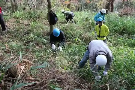 生い茂ったネザサをしっかり刈りました