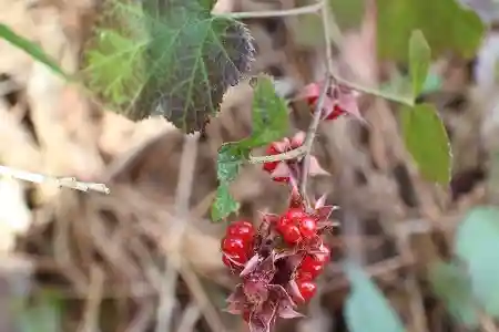 草間に甘い野いちごが点在