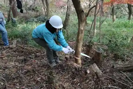 伐採もしっかり経験できました