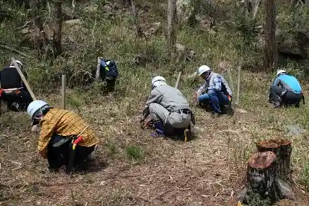 ネザサの地下茎探し