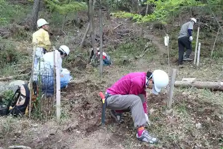 ネザサの地下茎探し
