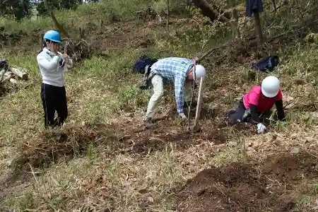 たくさん地下茎を除去しました