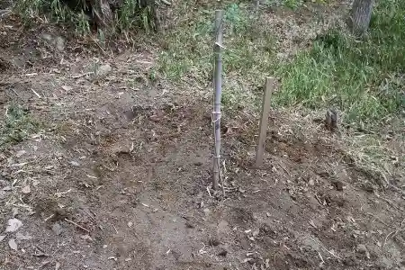 植樹周囲の地下茎を除去しました