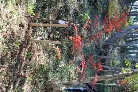 2014年に植樹したイロハモミジが見事に紅葉していました。
