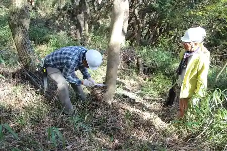 リーダーの指示のもと伐倒