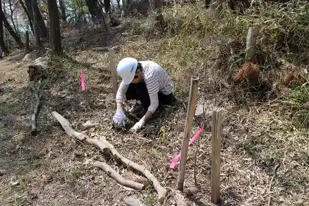 植樹木周辺のネザサ刈りに集中