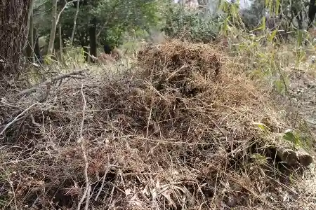 掘り出した地下茎の山