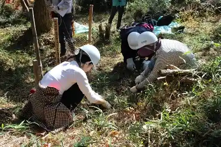 春に植樹した木周辺の地下茎刈り
