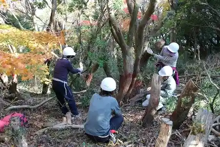 アセビの伐採