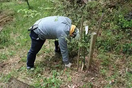 ネザサを剪定バサミで除去、パチンパチン