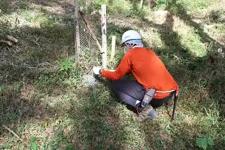 植樹木周辺のネザサを丁寧に刈ります