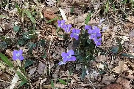 地面にはナガバノタチツボスミレ
