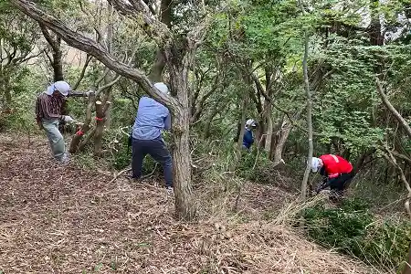 森の立木伐採